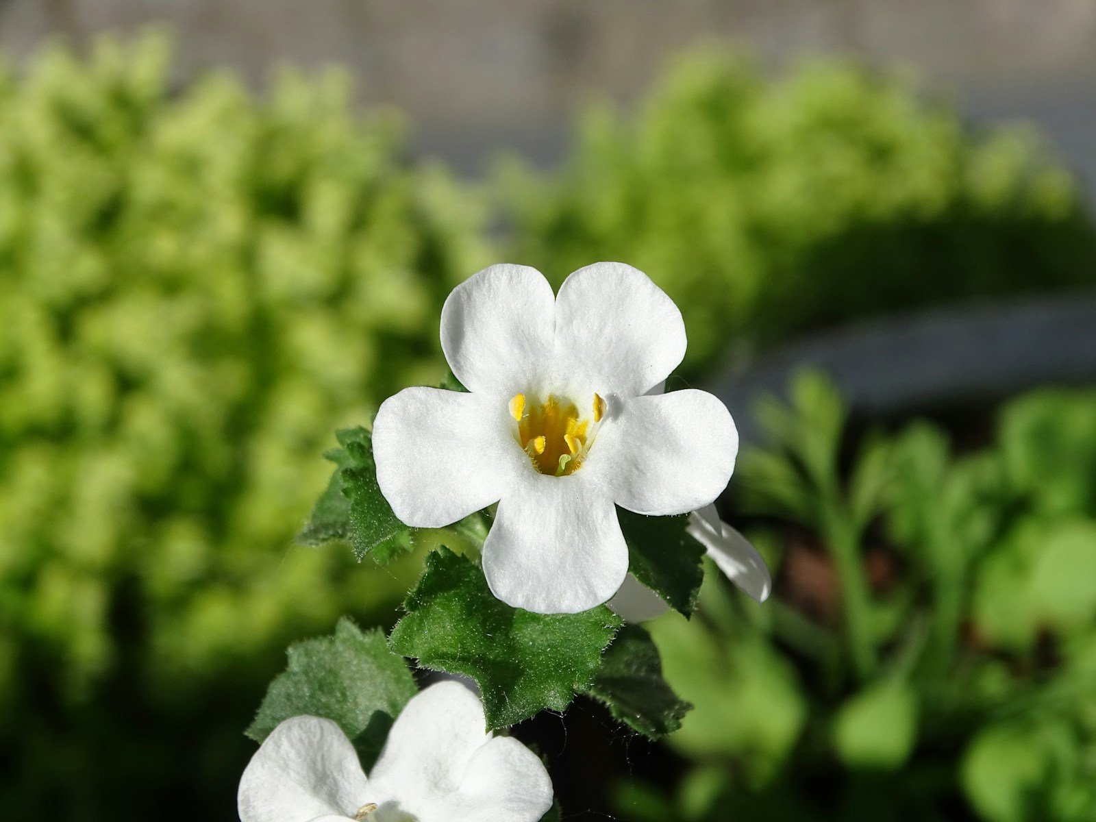 Bacopa Monnieri: El Secreto natural para potenciar la mente y mejorar la memoria